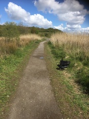 Cicindela campestris