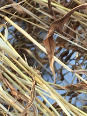 Microstegium vimineum