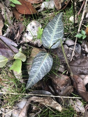 Stigmaphyllon emarginatum