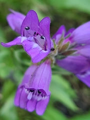 Penstemon glandulosus