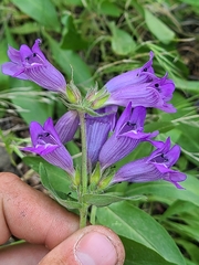 Penstemon glandulosus