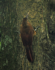 Dendrocolaptes picumnus