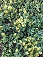 Lamium galeobdolon argentatum