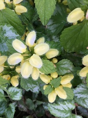 Lamium galeobdolon argentatum