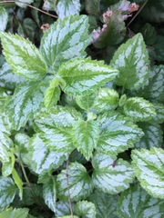 Lamium galeobdolon argentatum
