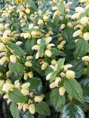 Lamium galeobdolon argentatum