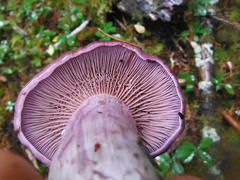 Thaxterogaster occidentalis