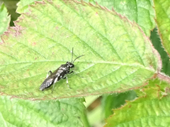 Macrophya albicincta