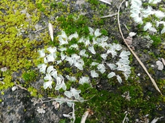 Riccia albida