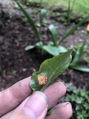Puccinia lapsanae
