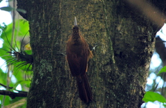 Dendrocolaptes picumnus