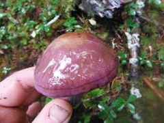 Thaxterogaster occidentalis