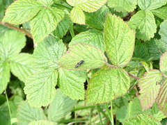 Macrophya albicincta