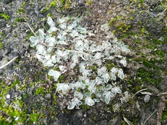 Riccia albida