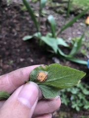 Puccinia lapsanae