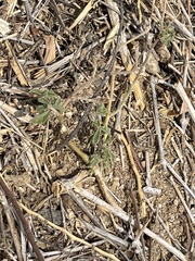 Passiflora pentaschista