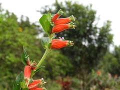 Cuphea schumannii, photograph (c) Leticia Jiménez Hernández, some rights reserved (CC BY-SA)