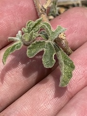 Passiflora pentaschista