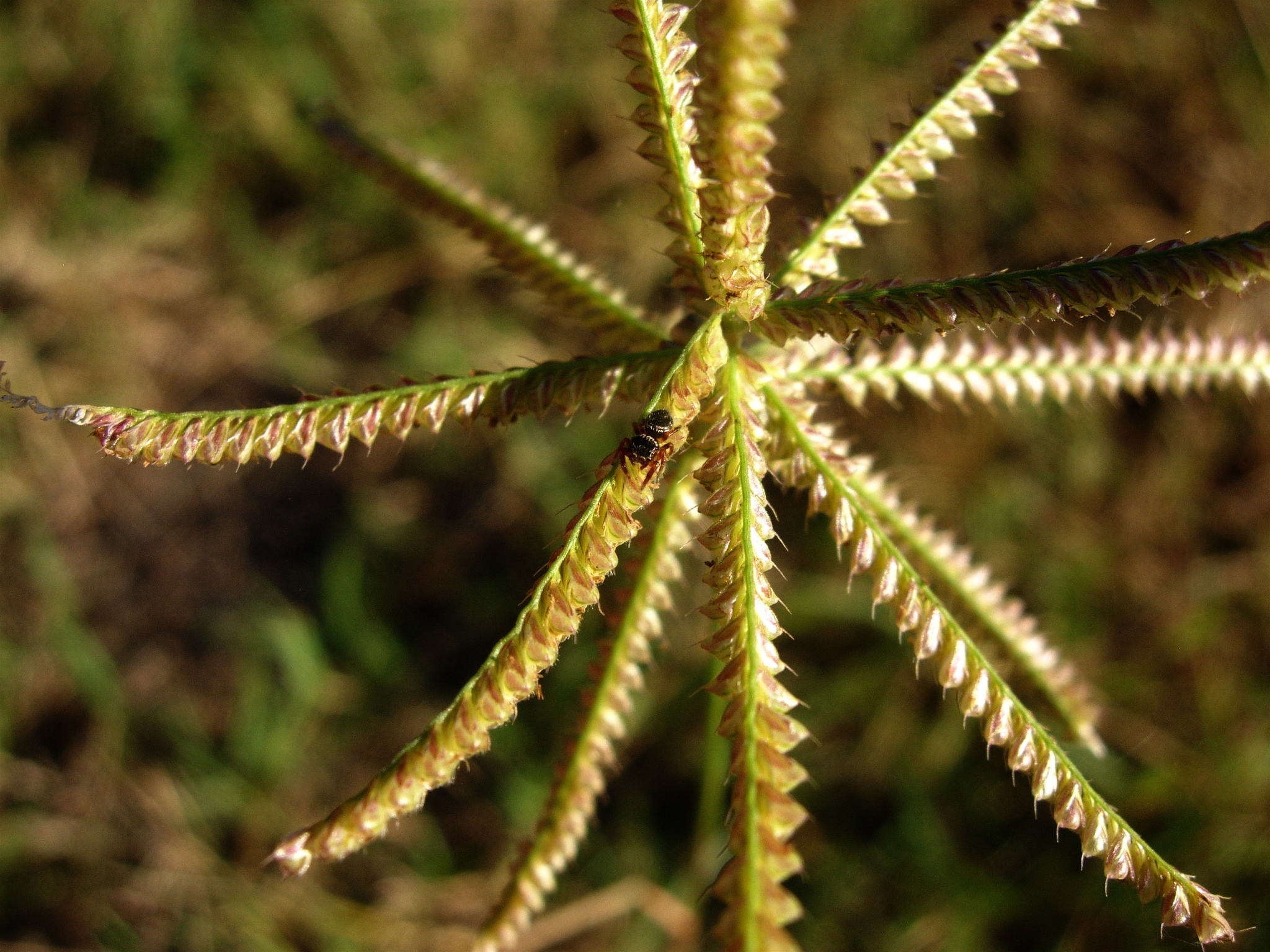 Chloris cucullata