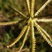 Chloris cucullata - Photo (c) Josh*m,  זכויות יוצרים חלקיות (CC BY-NC-SA)