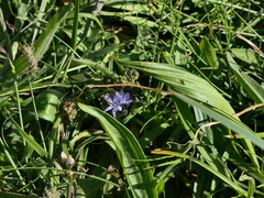 Scilla verna