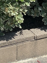 Sceloporus occidentalis