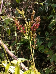 Lonchocarpus luteomaculatus