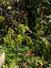 Lonchocarpus luteomaculatus