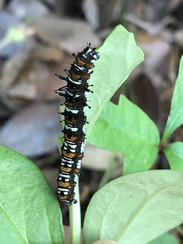 Straight-lined Cydosia Moth photo 4