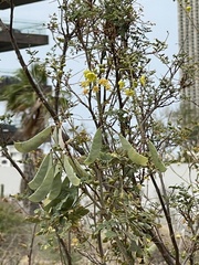 Erythrostemon pannosus