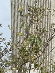 Erythrostemon pannosus