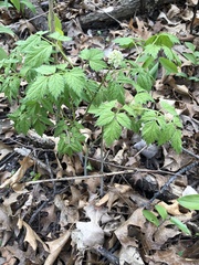 Actaea rubra