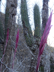 Tillandsia geissei