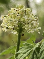 Actaea rubra
