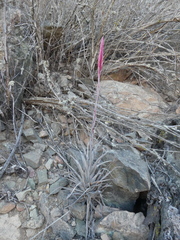 Tillandsia geissei