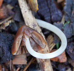 Psathyrella atrospora