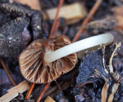Psathyrella atrospora