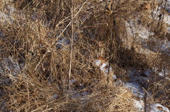 Microstegium vimineum