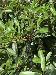Magnoliopsida