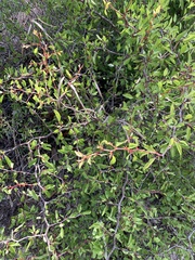 Prunus geniculata image
