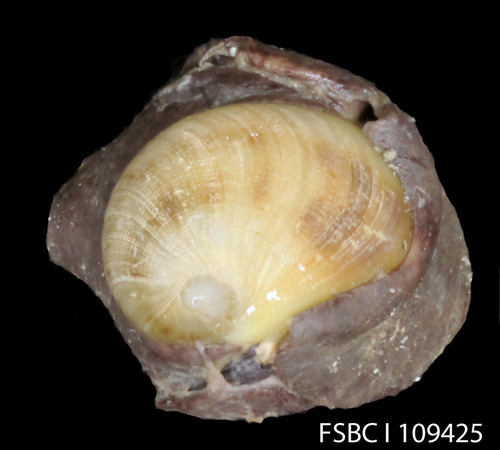 Brown Baby Ear