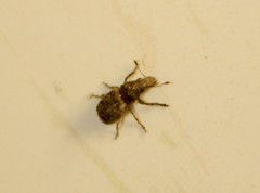Anthribinae