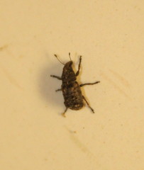 Anthribinae