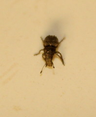 Anthribinae