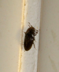 Throscidae