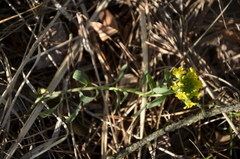 Alyssum montanum gmelinii