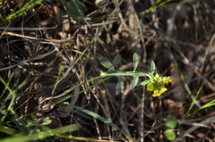 Alyssum montanum gmelinii