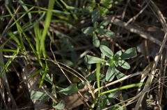 Alyssum montanum gmelinii