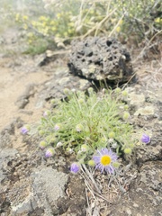 Erigeron concinnus