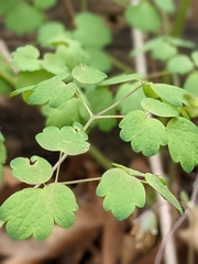 Thalictrum dioicum